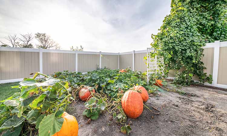 Vinyl fence around pumpkin patch