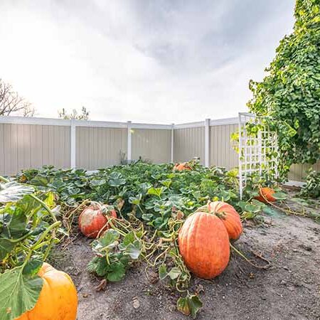 Vinyl fence around pumpkin patch